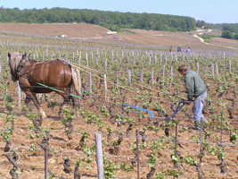 GastroBurgundy8